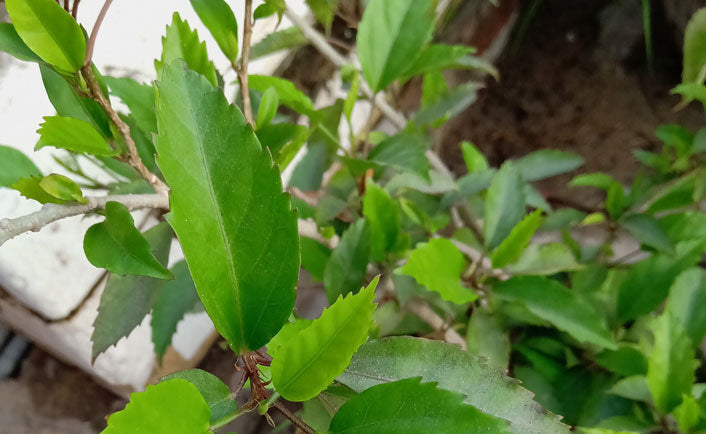 What Is Japa Patra ?