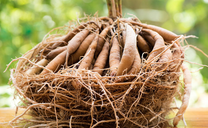 Is Shatavari Churnam the Ultimate Herbal Remedy for Women's Health?