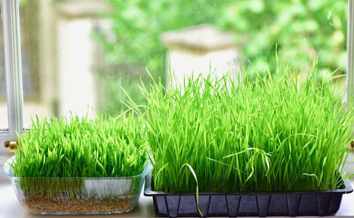 What is Wheat Grass Powder, Benefits & Uses of Wheat Grass